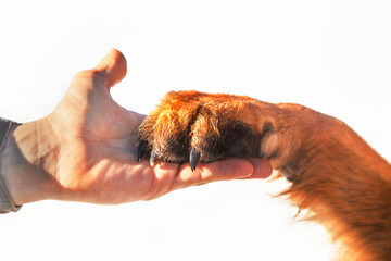 The man's hand holds the paw of a German Shepherd dog. The concept of friendship, love for animals,...
