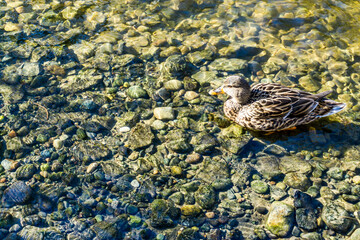 Duck In Shallow Creek 5