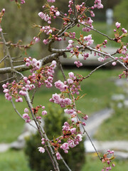 Die Hängende Nelkenkirsche 'Kiku-shidare-zakura' (Prunus serrulata). Ein überhängender Kleinbaum mit dekorativen rosafarbenen Blüten erscheinen von April bis Mai