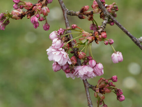 Prunus serrulata 'Kiku-shidare-zakura' oder Japanische Zierkirsche. Dekorativer Strauch mit h&auml;ngenden Zweigen, die mit anmutigen gef&uuml;llten rosa Bl&uuml;ten bedeckt sind und ges&auml;gten mittelgr&uuml;n Bl&auml;tter