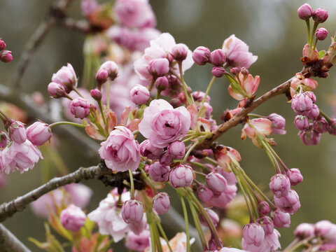Die H&auml;ngende Nelkenkirsche 'Kiku-shidare-zakura' (Prunus serrulata). Ein &uuml;berh&auml;ngender Kleinbaum mit dekorativen rosafarbenen Bl&uuml;ten erscheinen von April bis Mai