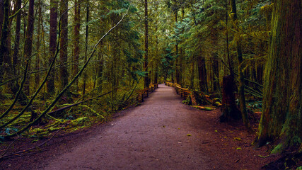 Popular BC  "off-leash" urban forest trail in early Spring.