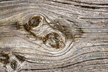 tree trunk wooden texture with knots