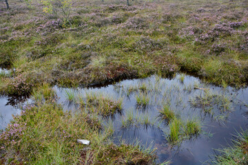 Water in the moor eyes with heather