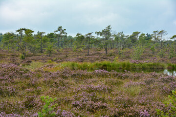 Fototapeta na wymiar Moot landscape with heather