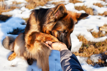 ortrait of a German Shepherd dog, the man's hand holds her paw, giving support to the dog in a...