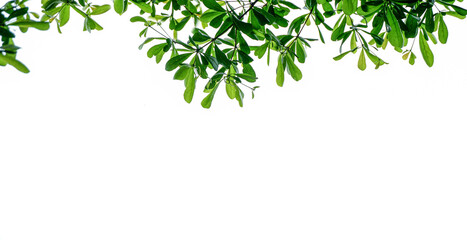 Green foliage frame on white background. Space for text.    
