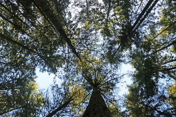 Looking up at fir trees	