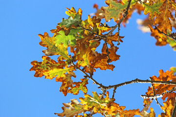 Oak leaves in Autumn	