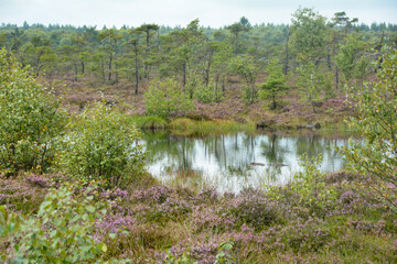 Obraz premium Landscape with moor eyes with water and heather
