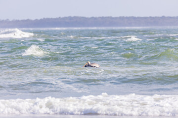 Obraz na płótnie Canvas Pelican floating on the ocean