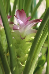 Closeup view of blooming curcuma longa flower, or commonly known as turmeric, a perennial, rhizomatous, herbaceous plant native to Southeast Asia