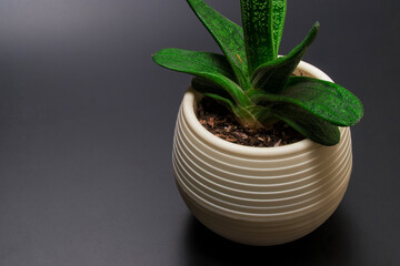 Succulent plant. High angle view of succulent plant in flowerpot on the black background. Copy space for text
