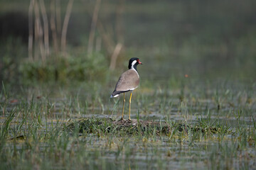 Red-wattled Lapwing