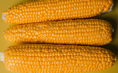 Yellow and ripe corn lies on a yellow background. rich autumn harvest.