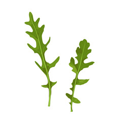 Arugula leaves isolated on white vector illustration. Rucola