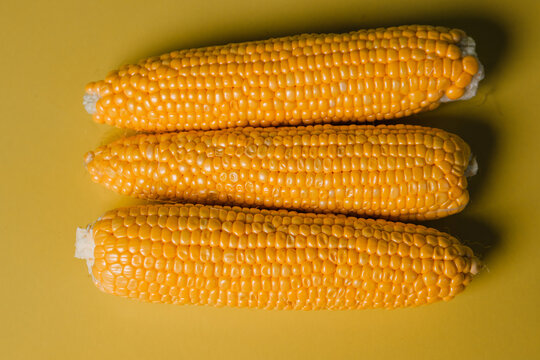 Yellow and ripe corn lies on a yellow background. rich autumn harvest.