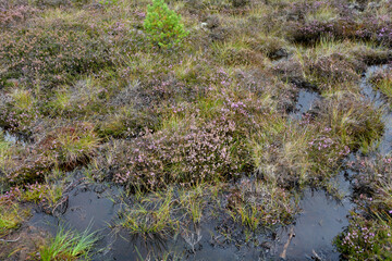 Moor  eyes with water  and heather