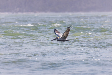 Pelican flying over the ocean
