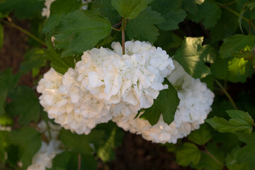 Floral. Closeup view of Hydrangea flowers of white petals spring blooming in the garden.