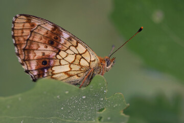 A butterfly (Argynnis) sits on a blade of grass covered with dew drops. 