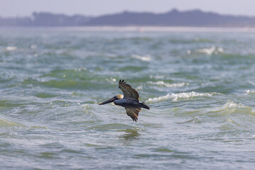 Pelican flying over the ocean