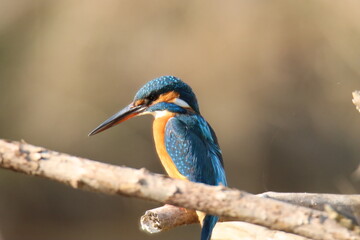 Eisvogel