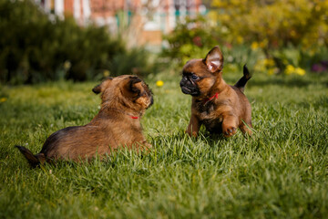 brussels griffon in summer garden