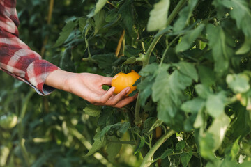 partial view of african american woman touching yellow tomato.