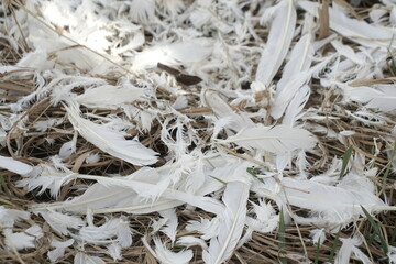 many white feathers on the grass