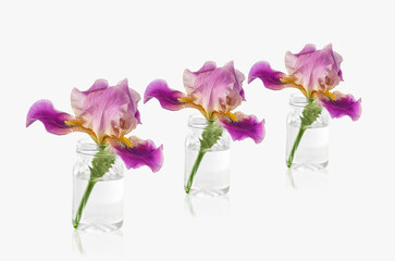 Glass jars with fresh beautiful iris flowers, on a white background. Selective focus