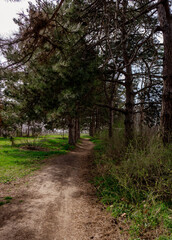 Fototapeta premium forest, path, road, nature, tree, trees, green, park, landscape, autumn, summer, woods, leaves, spring, footpath, wood, leaf, pathway, walk, trail, way, country, rural, lane, alley