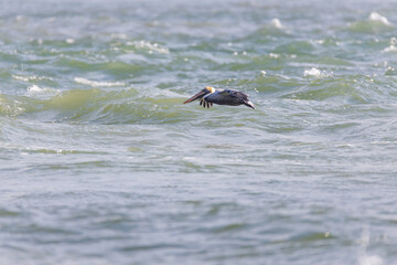 Pelican flying over the ocean