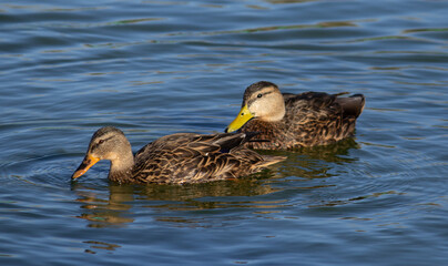 patos nadando en lago