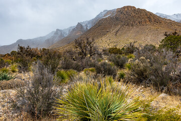 Snow on the peaks in Guadalupe National Park
