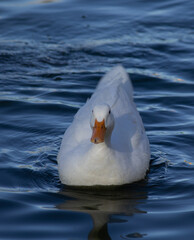 pato blanco nadando en lago