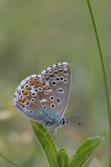 Fototapeta na wymiar Motyl modraszek adonis na zielonym liściu