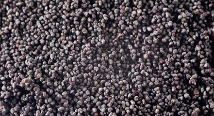 Poppy seeds macro background. white background