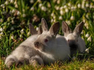 Young rabbits in green grass with snowflake and sunrise light