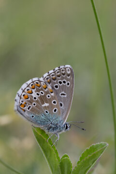 Motyl modraszek adonis na zielonym liściu