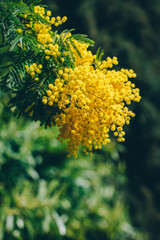 Beautiful yellow mimosa flowers in a spring garden.