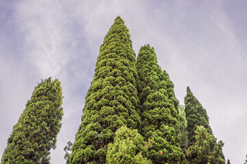 Mediterranean cypress with round brown cones seeds against the sky. Cupressus sempervirens, Italian cypress or pencil pine