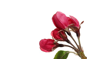 Wild apple tree flowers isolated on white, with clipping path
