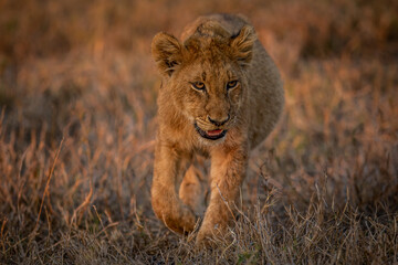 Young Lion cub walking in the grass.
