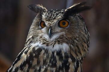 view of an eagle owl in the zoo close-up