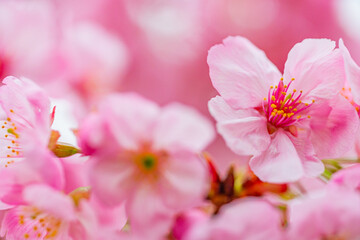 Naklejka na ściany i meble 桜, 春、 