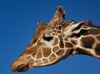 giraffe side headshot with sky background