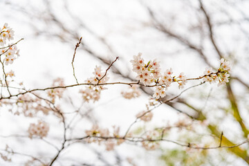 桜, 春、
