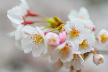 Fototapeta na wymiar 桜, 春、 