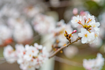 桜, 春、

